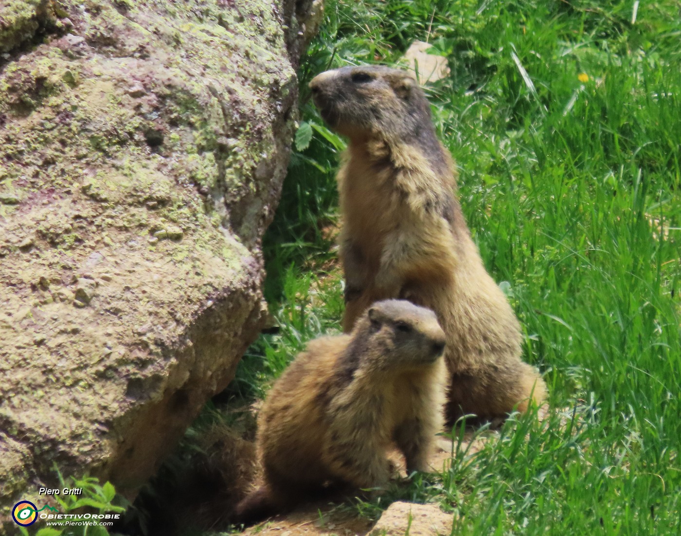76 Marmotte sulla porta di casa....JPG